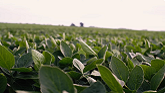 Stine® Enlist E3® Soybeans