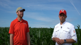 Managing Tar Spot in Corn