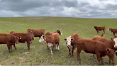 July: Picking Replacement Heifers