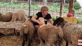 Relaxation With Lambs! A Visual And Audio Experience