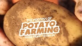 Potato Farming & Processing - Start to Finish