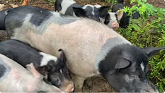 Spot Feeding Pigs To Clear Pasture