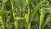 SCAL Field Day - Corn and Soybean Dis...