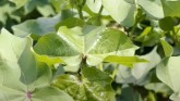 Expert Strategies for Successful Cotton Harvest in Wet Seasons