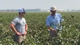 Effective Timing of Cotton Defoliation