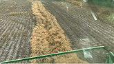 Pea harvest is over, disappointing yields