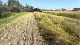 NEW Swather in the Canola!