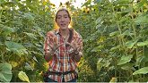 Sunflowers at Gordon Skagit Farms