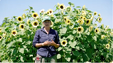 Sunflower Growing Tips: Single-Stem ...