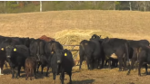 Feedlot owner predicts cattle market trends, details rebuilding challenges - Mike Briggs