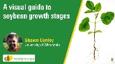 A visual guide to soybean growth stages