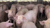 Financial Uncertainties for Pork Producers Affect Prop 12 Impact