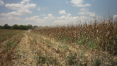 How is Corn Harvest Progressing?