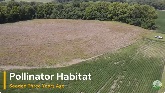 Creating Pollinator Habitat From Farmland