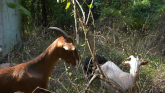 Goats, Grazing and ‘Leap of Faith’: Meet Goats on the Ridge