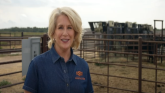 Livestock Marketing - History of Eco...