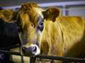 Video: Calf Welfare