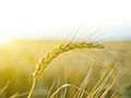 Video: Inside Grain Farmers of Ontario - Episode26: wheat marketing