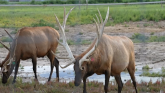 Learn Grazing Systems