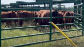 Beef Cow Share and Lease Agreements