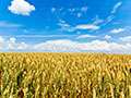 Video:  Wheat Grading Systems In Alberta