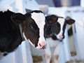 Video: FarmFood360° - Voluntary Milking System Dairy Farm