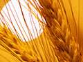 Video: Wheat Update 