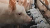 Early Pig Care: Water Intake | Pig I...