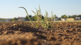 Is It Time to Spray for Weeds?