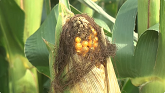 Fall Nitrogen Application Considerations