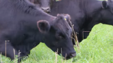 Rotational Grazing Practices: Lesson...