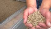 Ancient Cereal Crop Making a Return to Ontario Farm Fields