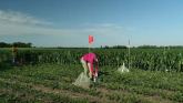 Soybean Leafminer