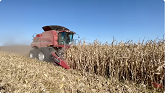 CASE IH 7130 AXIAL-FLOW Combine Harvesting Corn