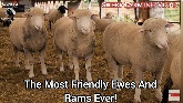 The Most Friendly Ewes And Rams Ever!