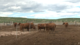 Husker Mobile Beef Lab