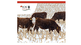 Episode 43: Seven Tips for Grazing Corn