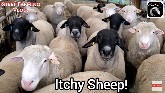 Treating Sheep For Lice!