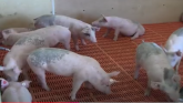 African Swine Fever Testing In Field