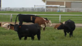 Inside a Regional Stockmanship and Stewardship Event