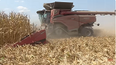 BIG COMBINES Harvesting Corn in 2024