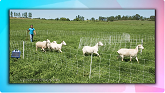 Fencing Options for Rotational Grazing