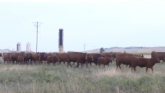 How NRCS Helps Cattle Producers in the Great Plains