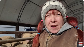 Winter Sheep Farming in Canada: Prep...