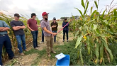 Lethbridge College Students Biomass Intercropped Corn - 19