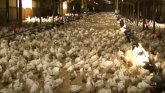 High Path Avian Influenza Update