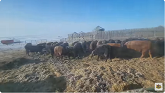 Actic tundra cattle ranching