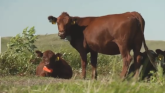 What Will 2025 Bring for Cattle Producers?