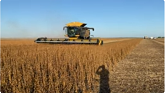 Dufferin Soybean Harvest