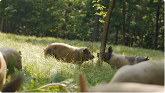 How Pigs Can Give You Beautiful Pastures | Joel Salatin